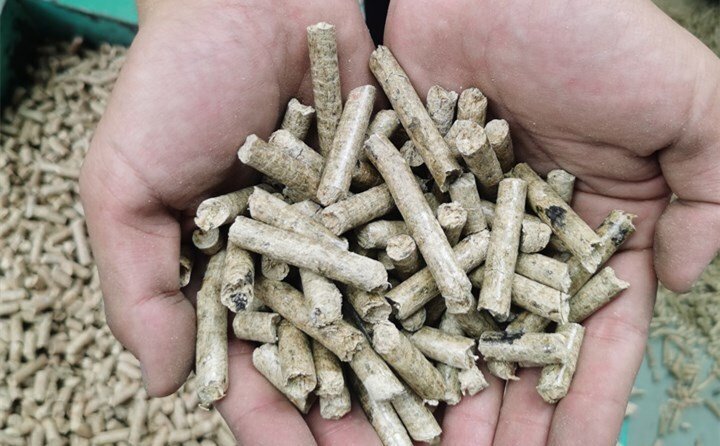 顆粒機(jī)加工設(shè)備壓出的燃料顆粒可用作牛羊飼料或燃料